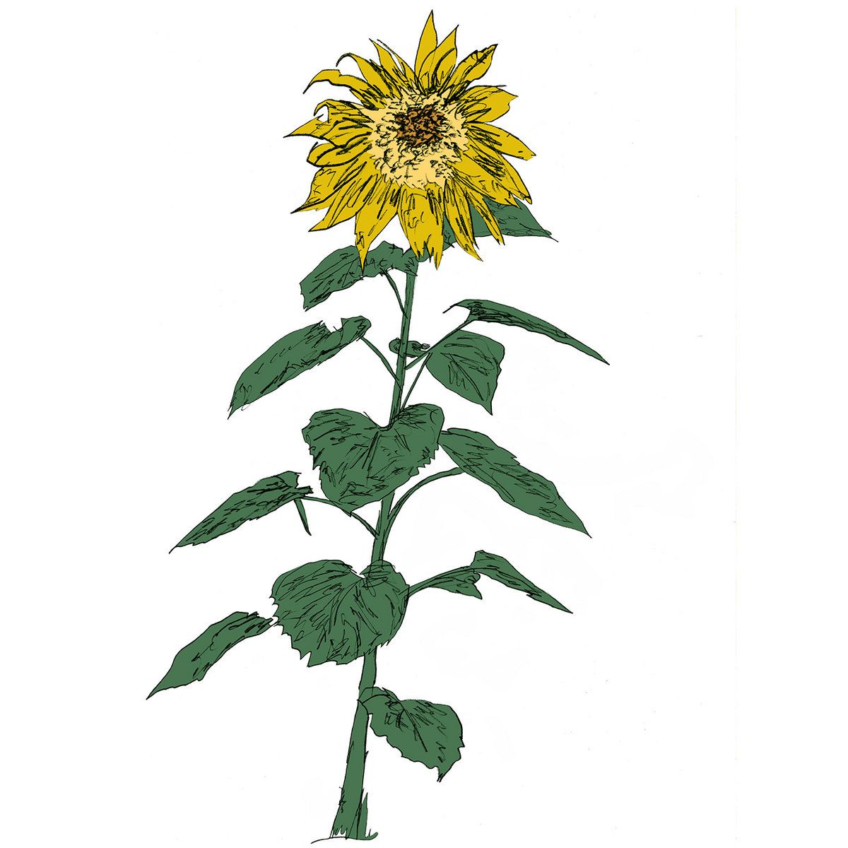 Brian D'Souza  &  Auntie Flo - Music To Watch Seeds Grow By 007: Brian d’Souza (Sunflowers) | Music To Watch Seeds Grow By (WatchSeeds007)