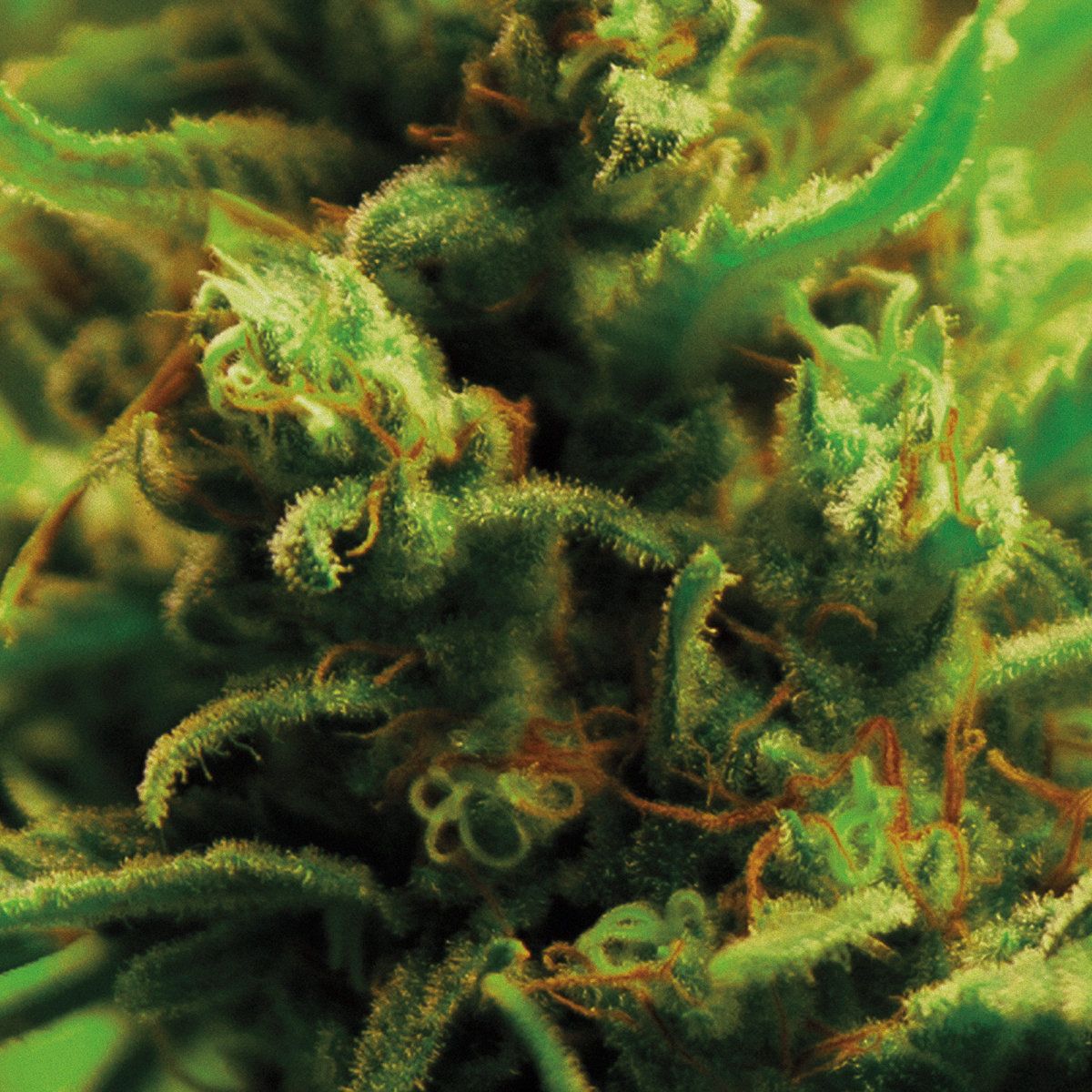 Full Bloom - Time Zones | Ilian Tape (ITLP18)