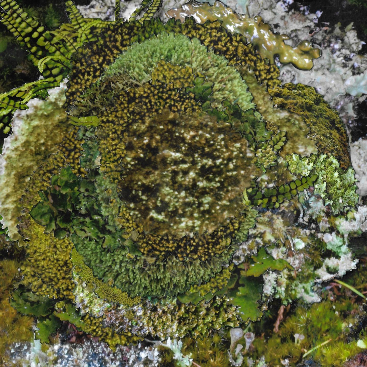 Kinzua - Never Fret, Never Fail | CINTH (CINTH002) Kinzua - Never Fret, Never Fail | CINTH (CINTH002)