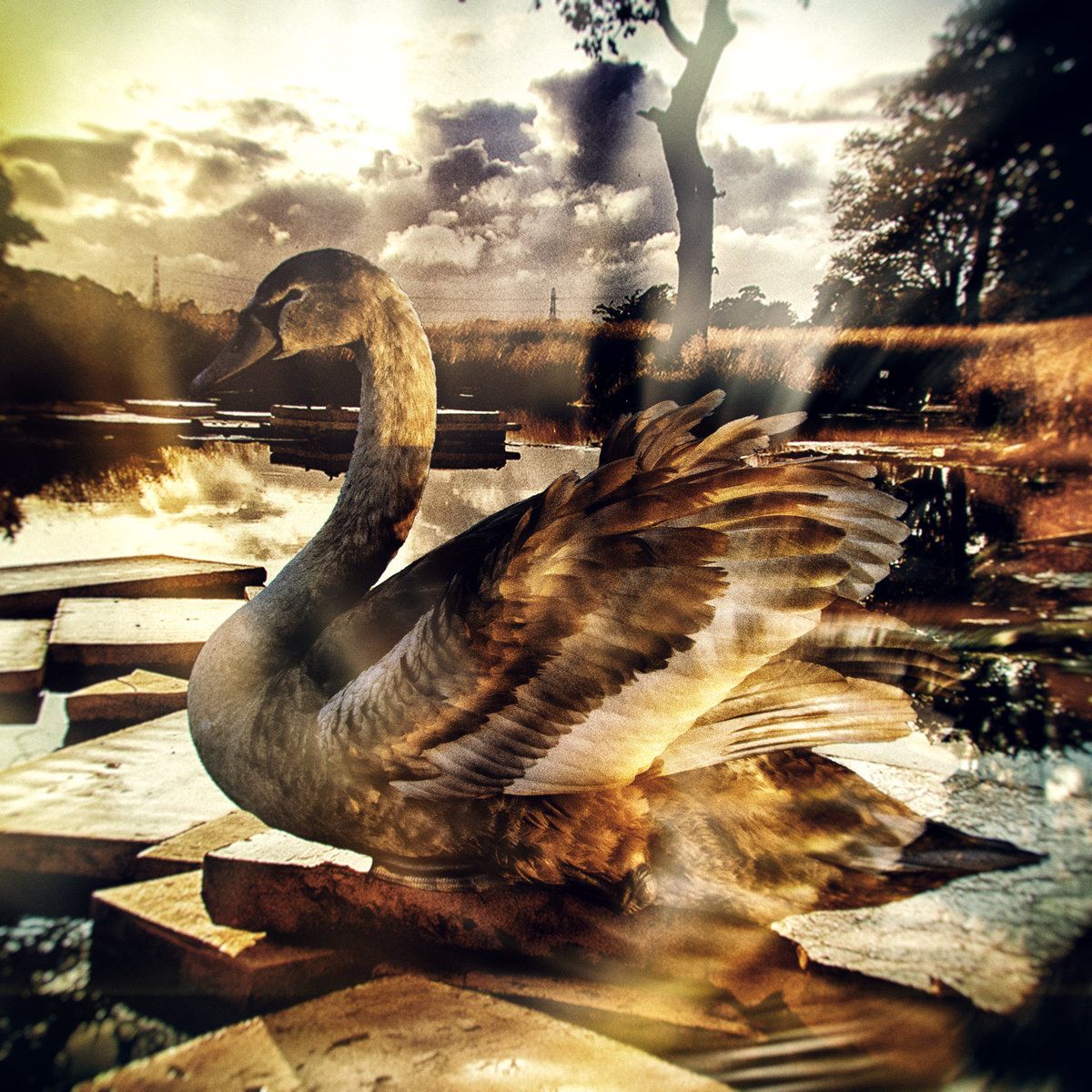 Dissolved - Exposure Fields | Mahorka (MHRK469CD)