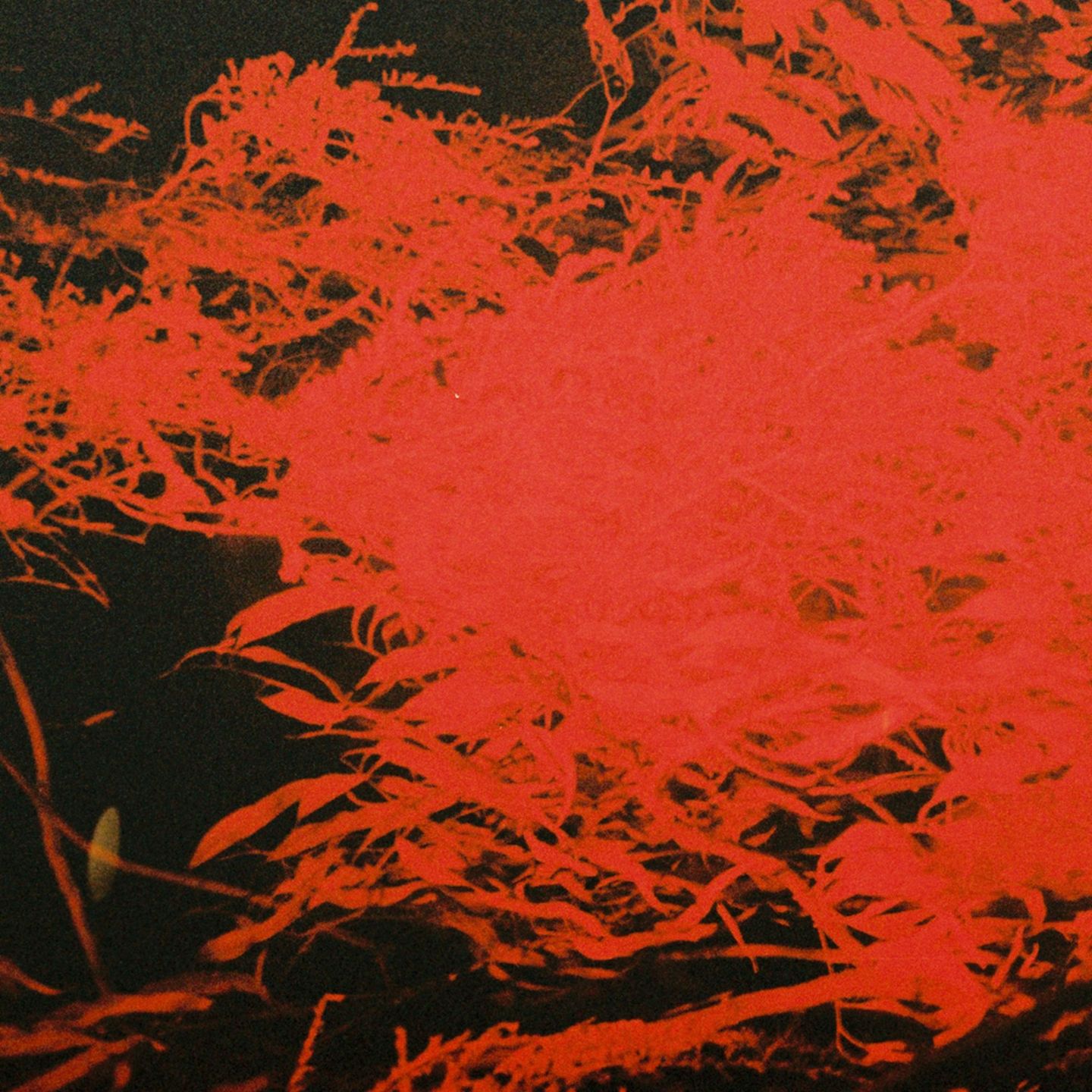 Anthony Naples - In Studio Magic | ANS (ans8000)