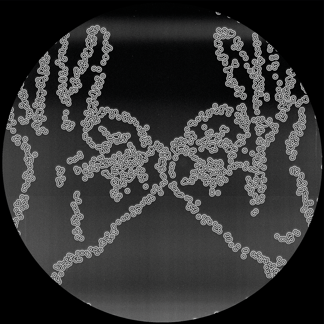 Le Trotts  &  Vass  &  Radioactive Man  &  Walrus  &  Gwenan - Cartulis Music 15th Anniversary Compilation (CRTL-SP01.2) | Cartulis Music (CRTL-SP01.2)