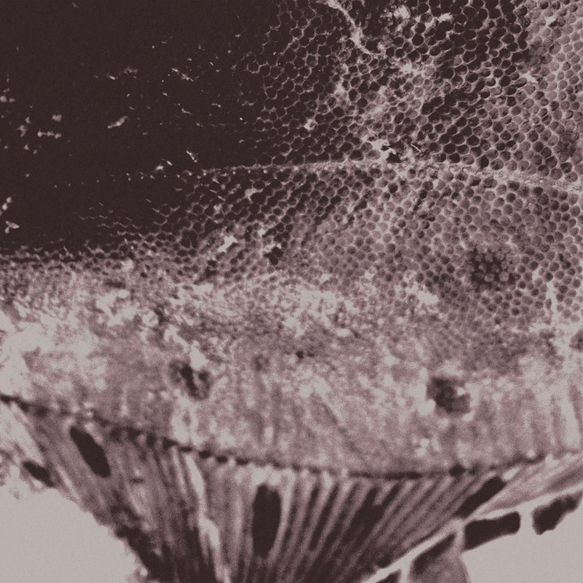 Mark IJzerman - Flounder Maps | Le Pacifique Records (PCFQ-HT03)