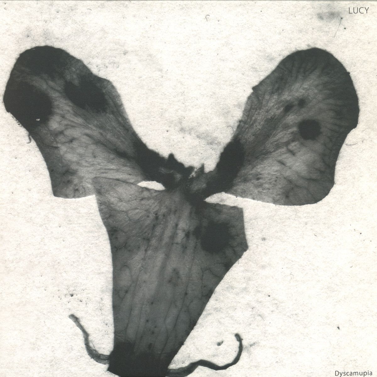 Lucy - Dyscamupia | Stroboscopic Artefacts (SA034)