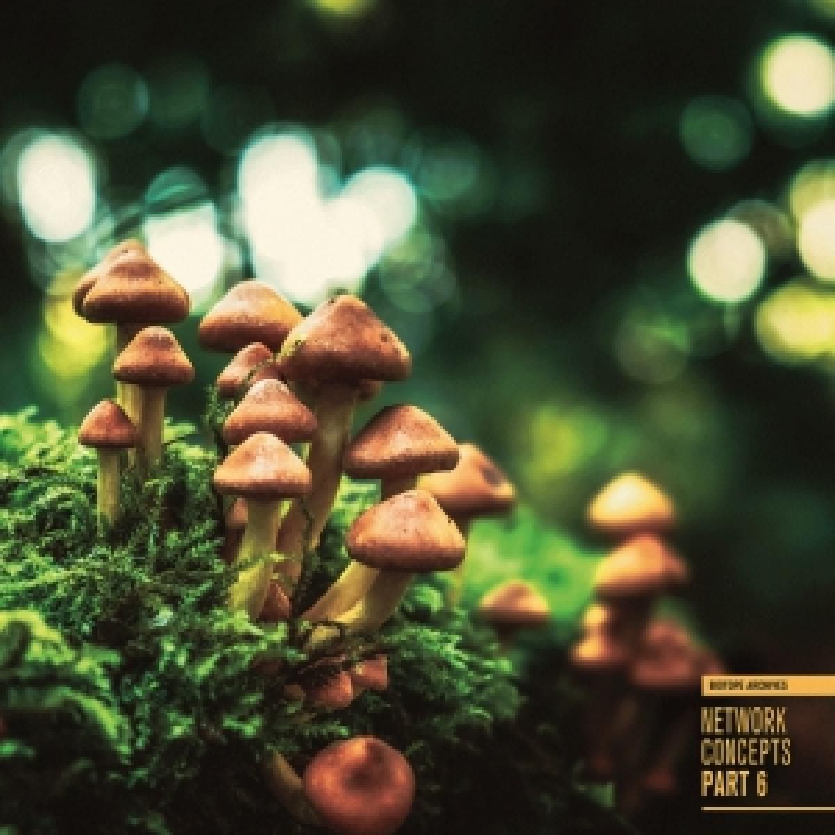 Various - Network Concepts Part 6 | Biotope Archives (BIOTOPE06) - main Various - Network Concepts Part 6 | Biotope Archives (BIOTOPE06) - main