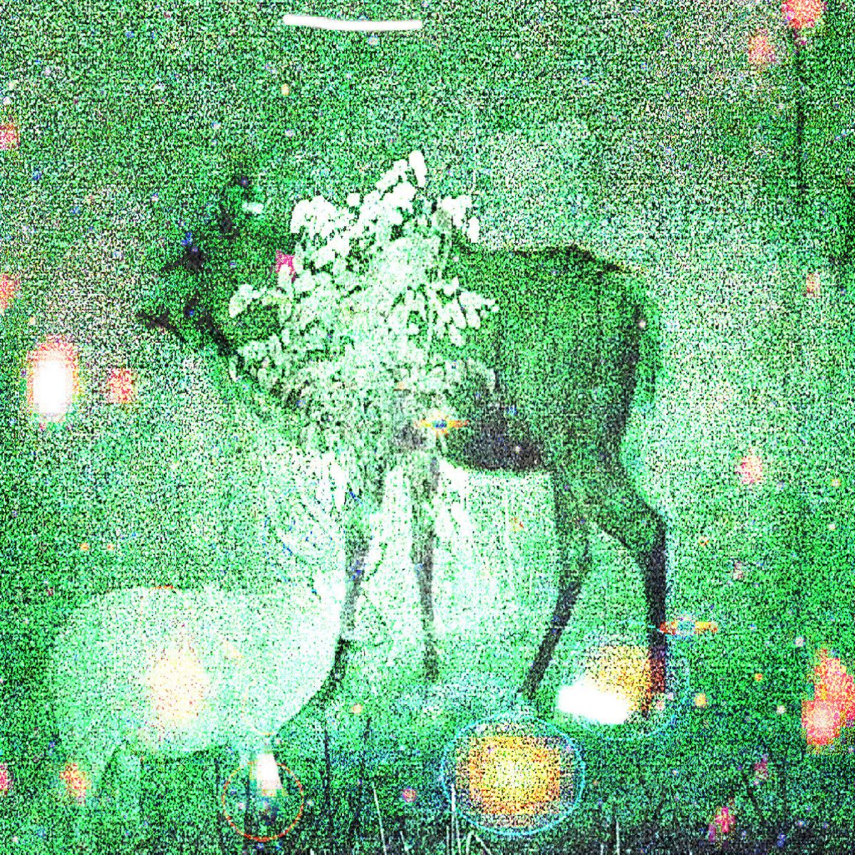 Ghost Lemurs - Wombs And Alien Spirits LP | Haunter Records (SPCTR019) Ghost Lemurs - Wombs And Alien Spirits LP | Haunter Records (SPCTR019)