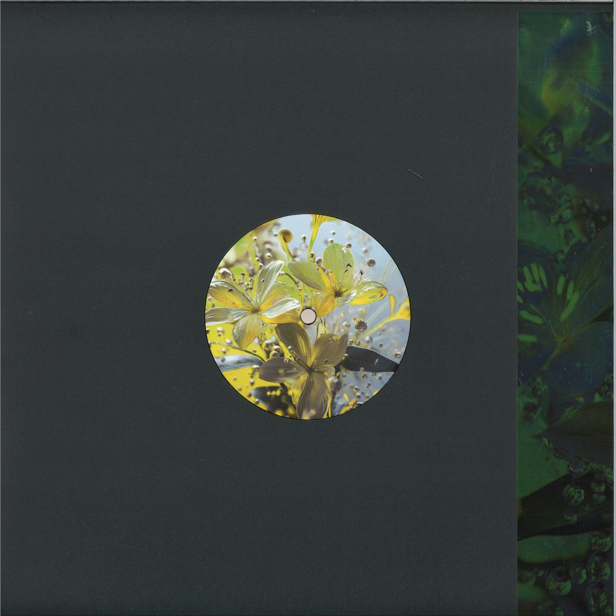 Bufobufo - Celandine | eudemonia (EUDEMONIA019) - main