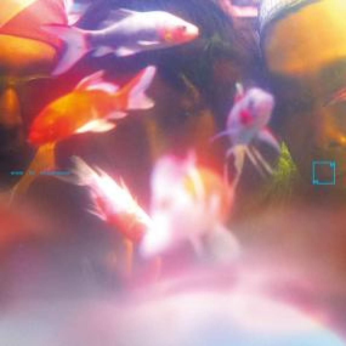 SY3 - 梦游 Sleepwalker | MUSIC FROM MEMORY (MFM081)