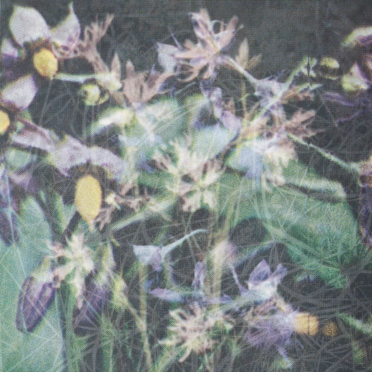 Jas Shaw - Between The Seed And The Timber | Teeth (TEETH005) - main