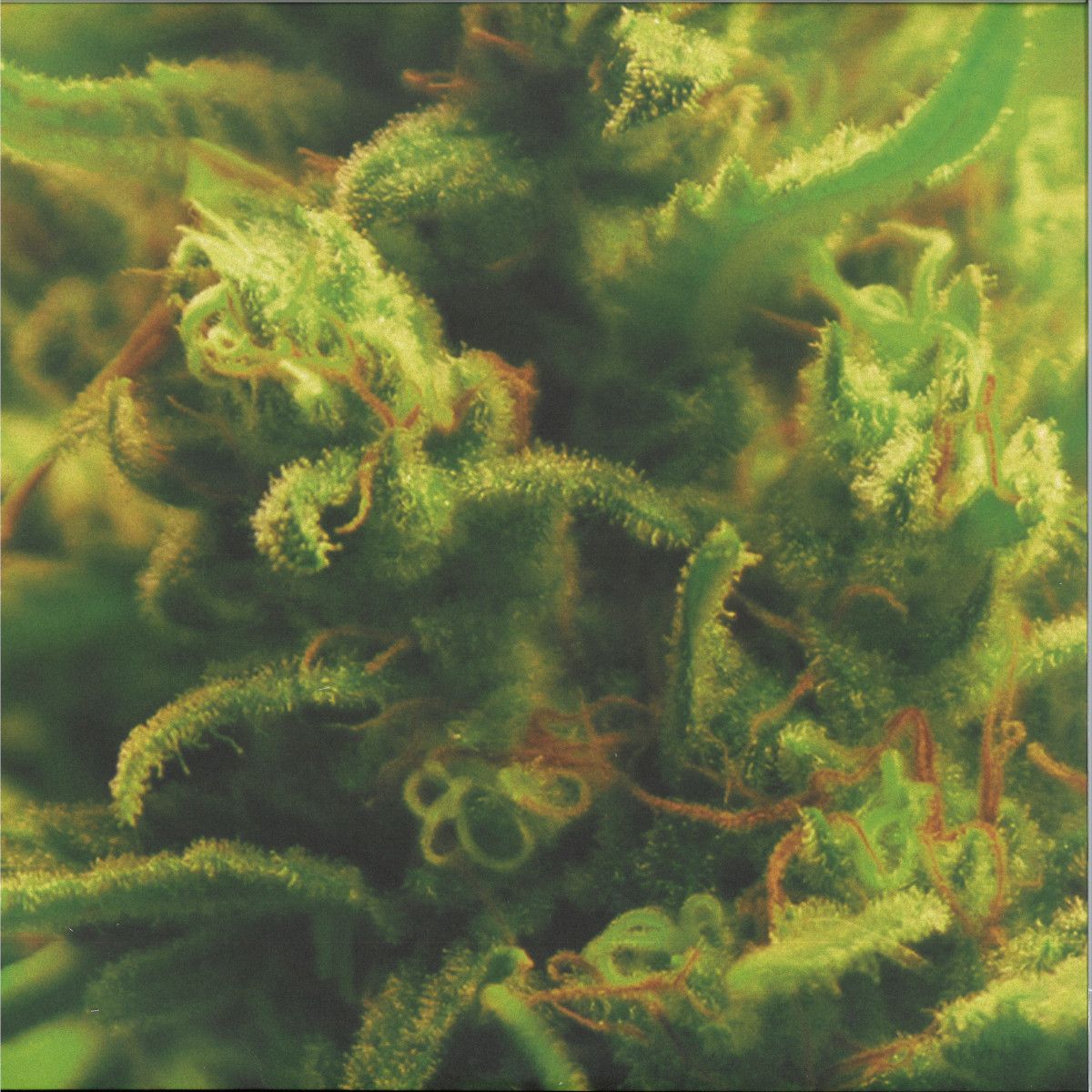 Full Bloom - Time Zones LP | Ilian Tape (ITLP18) - main