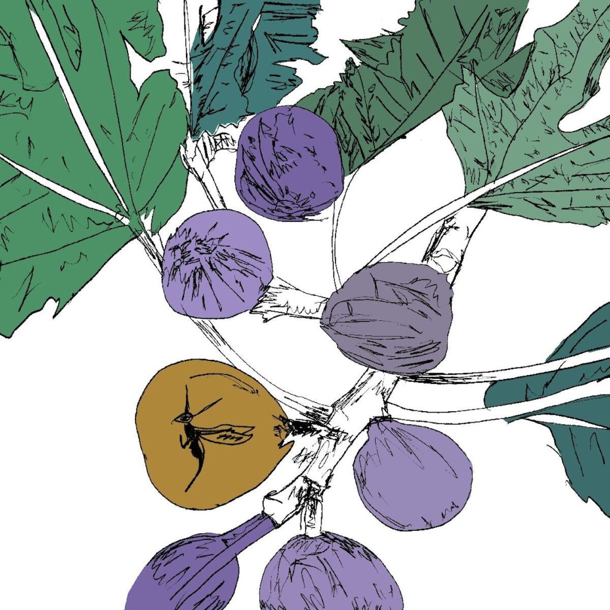 Stella Z - Music to Watch Seeds Grow By 005: Stella Z (Fig) | Music to Watch Seeds Grow By (WATCHSEEDS005)