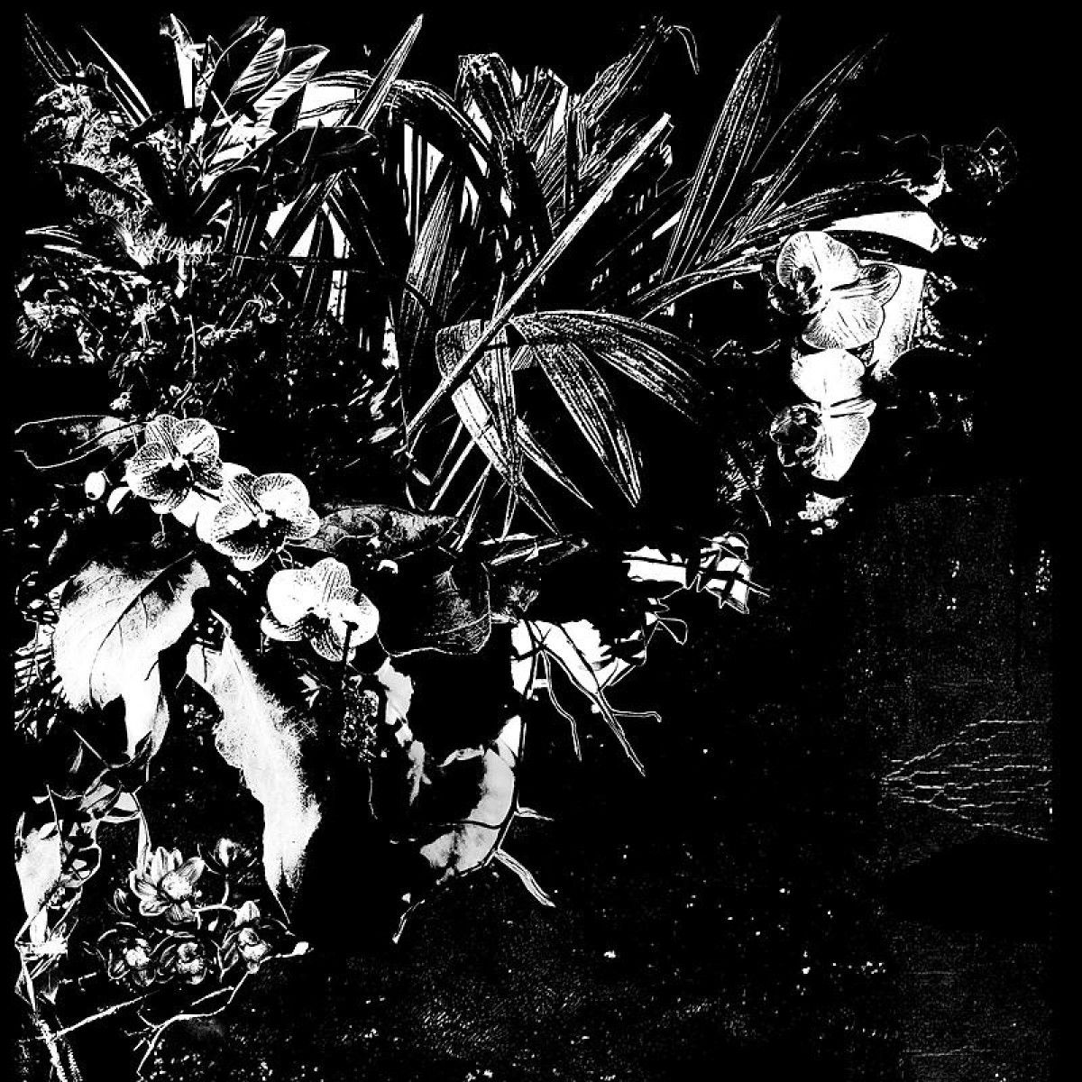 Jef Mertens - Orchid Alto | Aguirre Records (ZORN108) Jef Mertens - Orchid Alto | Aguirre Records (ZORN108)