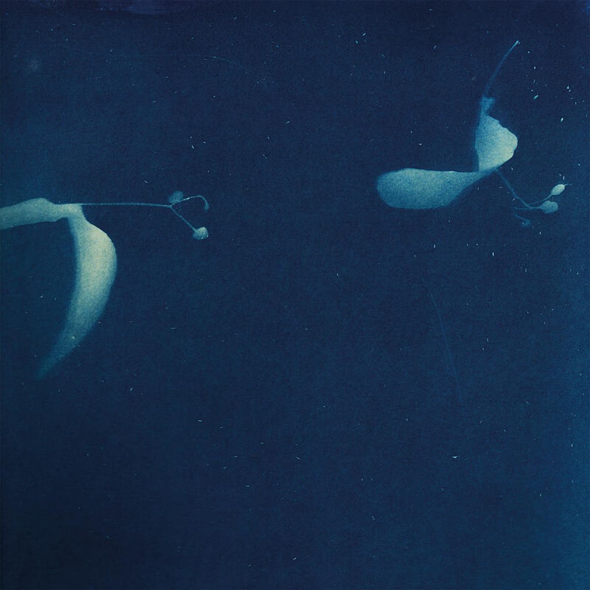 Miki Yui - As If | Hallow Ground (HG2404)