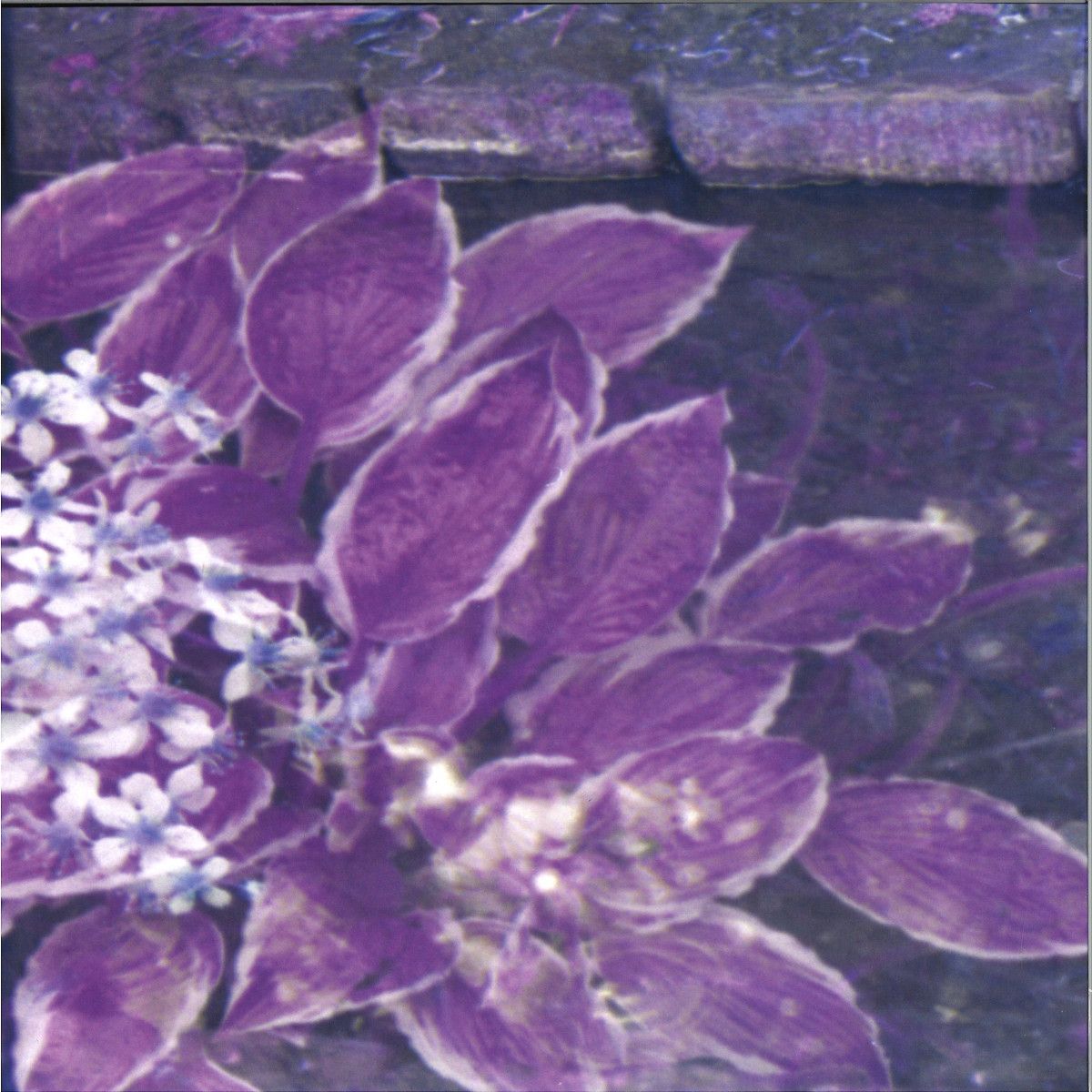 Aboutface - The Water That Glows Like Dancing Glass Cuts Crimson LP | Coordinates (COORDLP001)