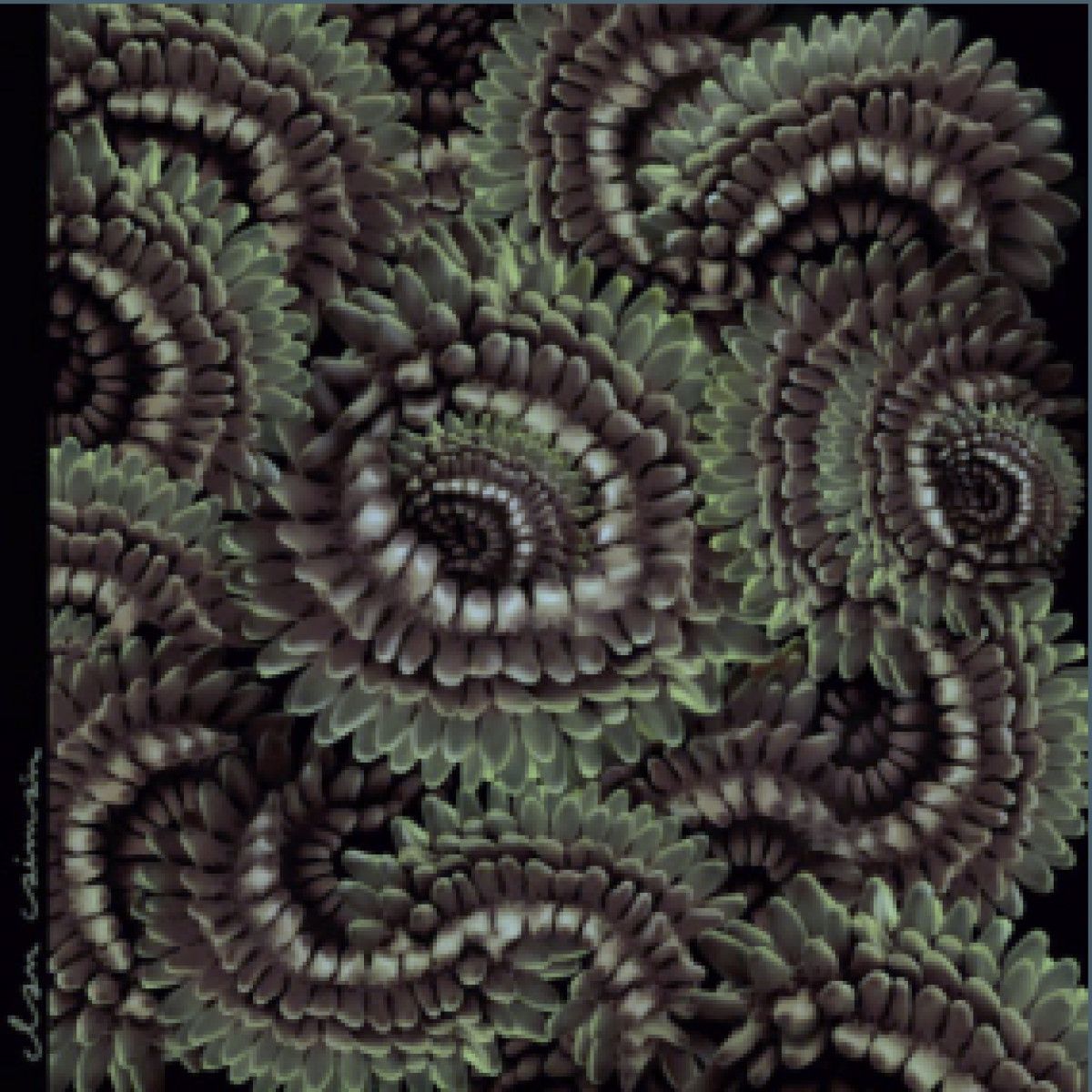 Clan Caiman - PICA-PAU LP | Em Records (EM1213LP) - main Clan Caiman - PICA-PAU LP | Em Records (EM1213LP) - main