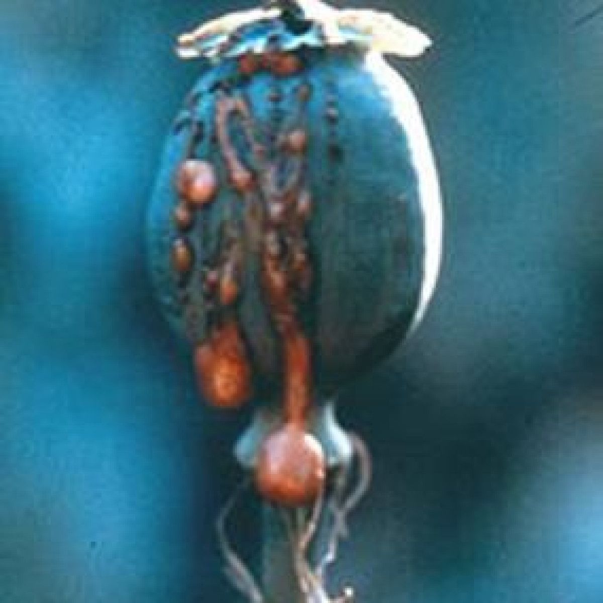 Midex - UNITLED (TAPE) | WAIN (WAI008) - main