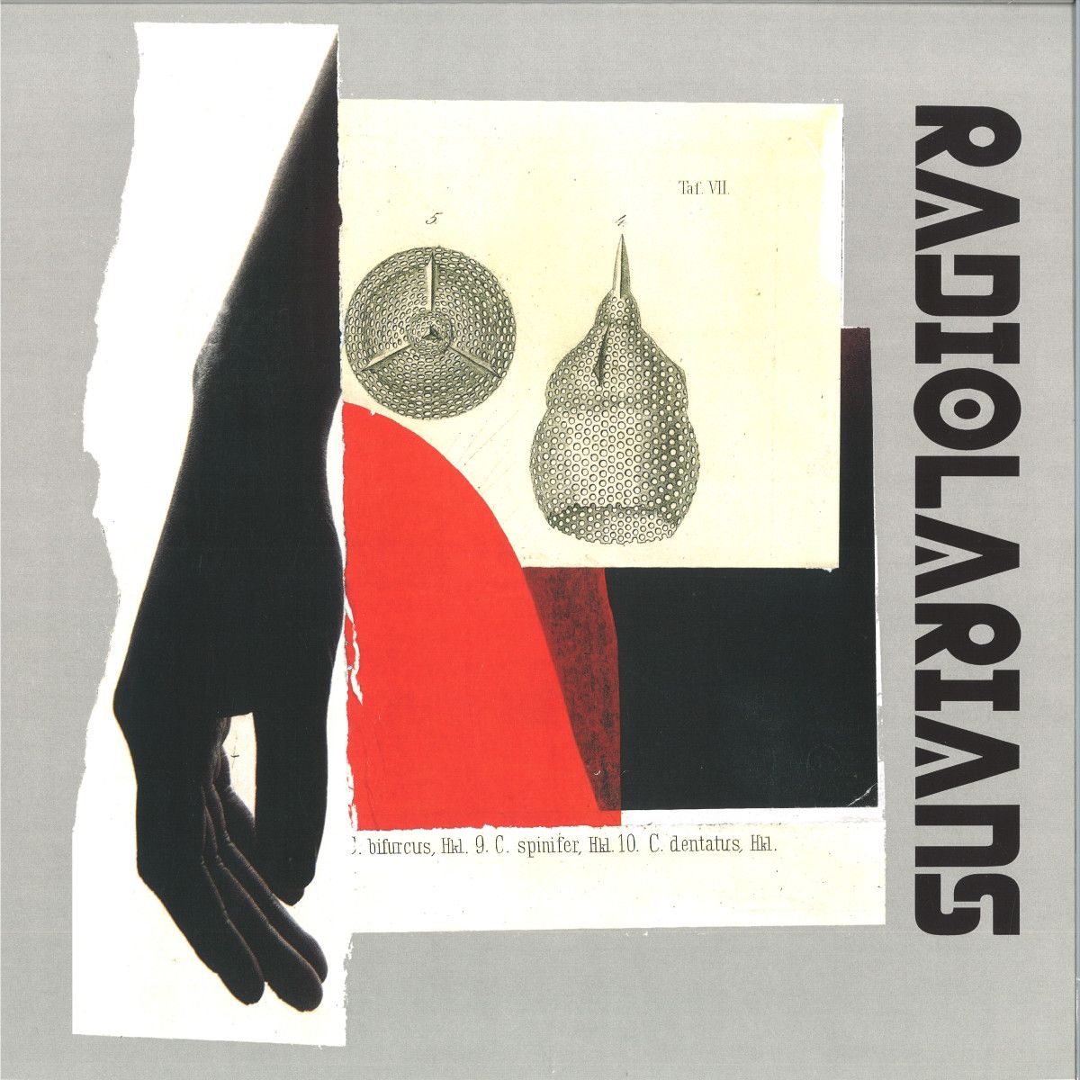 Radiolarians - Radiolarians LP | Klang Tone Records (KTLP001) - main