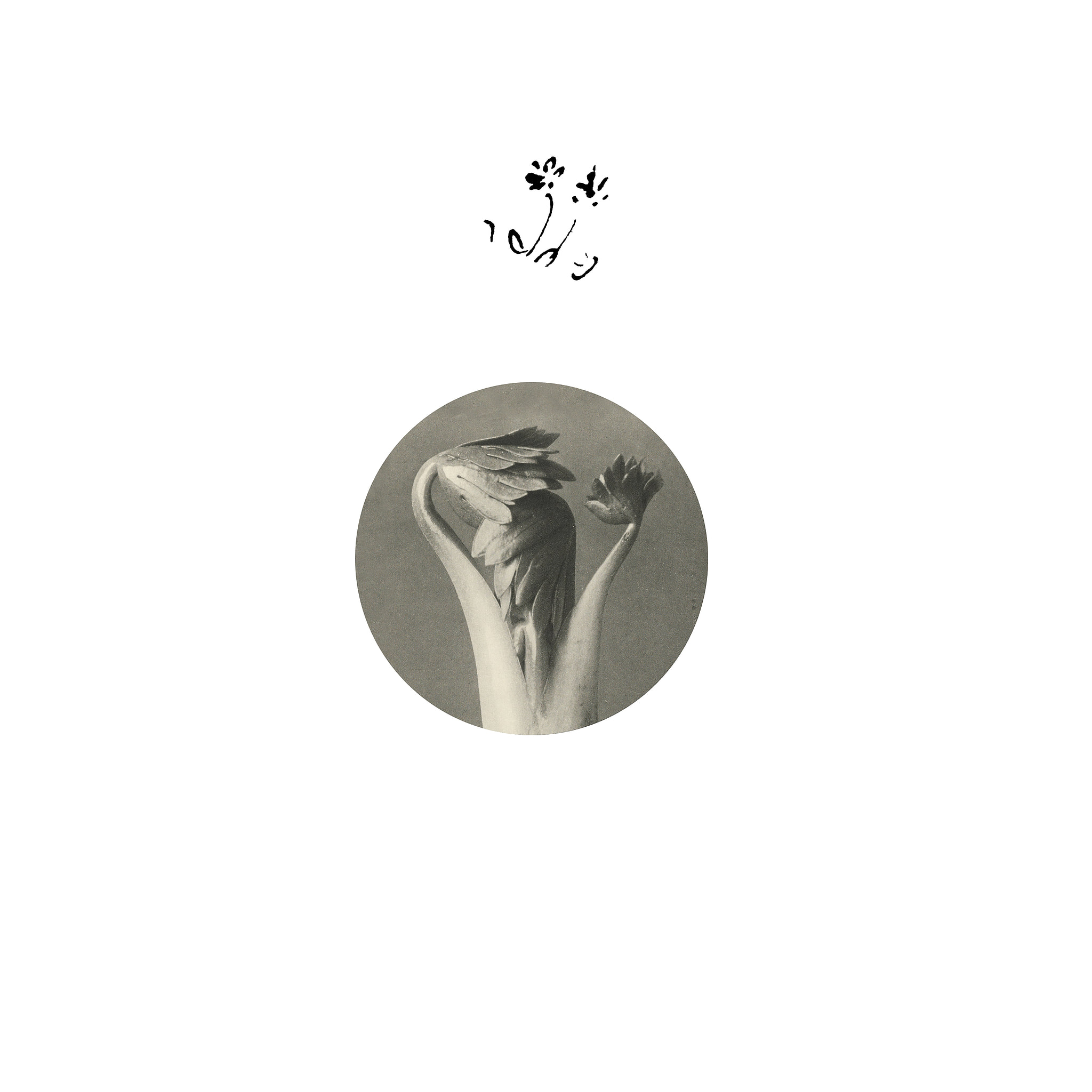 Returning Sweetness (Eversines) - Longevity Eyebrow | A Colourful Storm (AROMATIC) - main