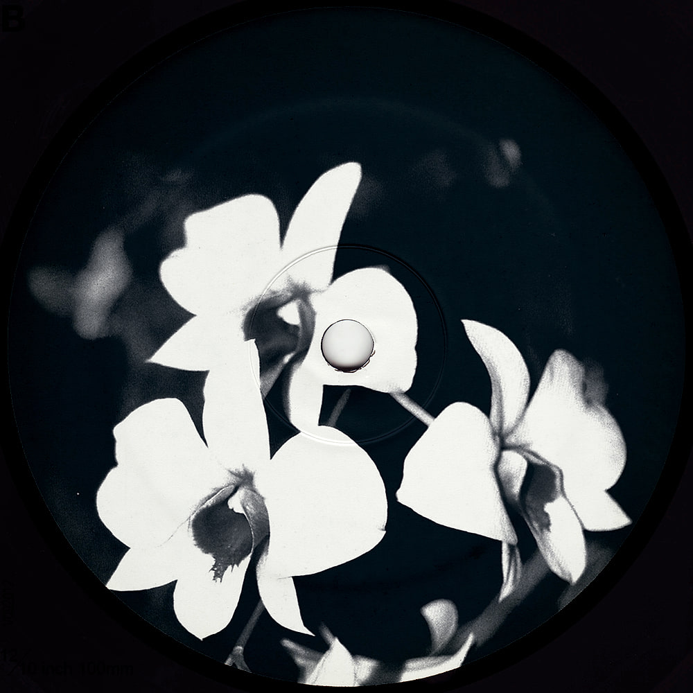 Ovatow - Phalaenopsis Revisited | Undacurrnt (U2000) - 2